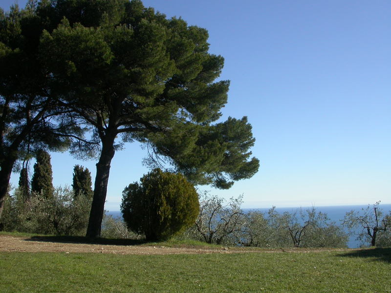 Casa del cedro