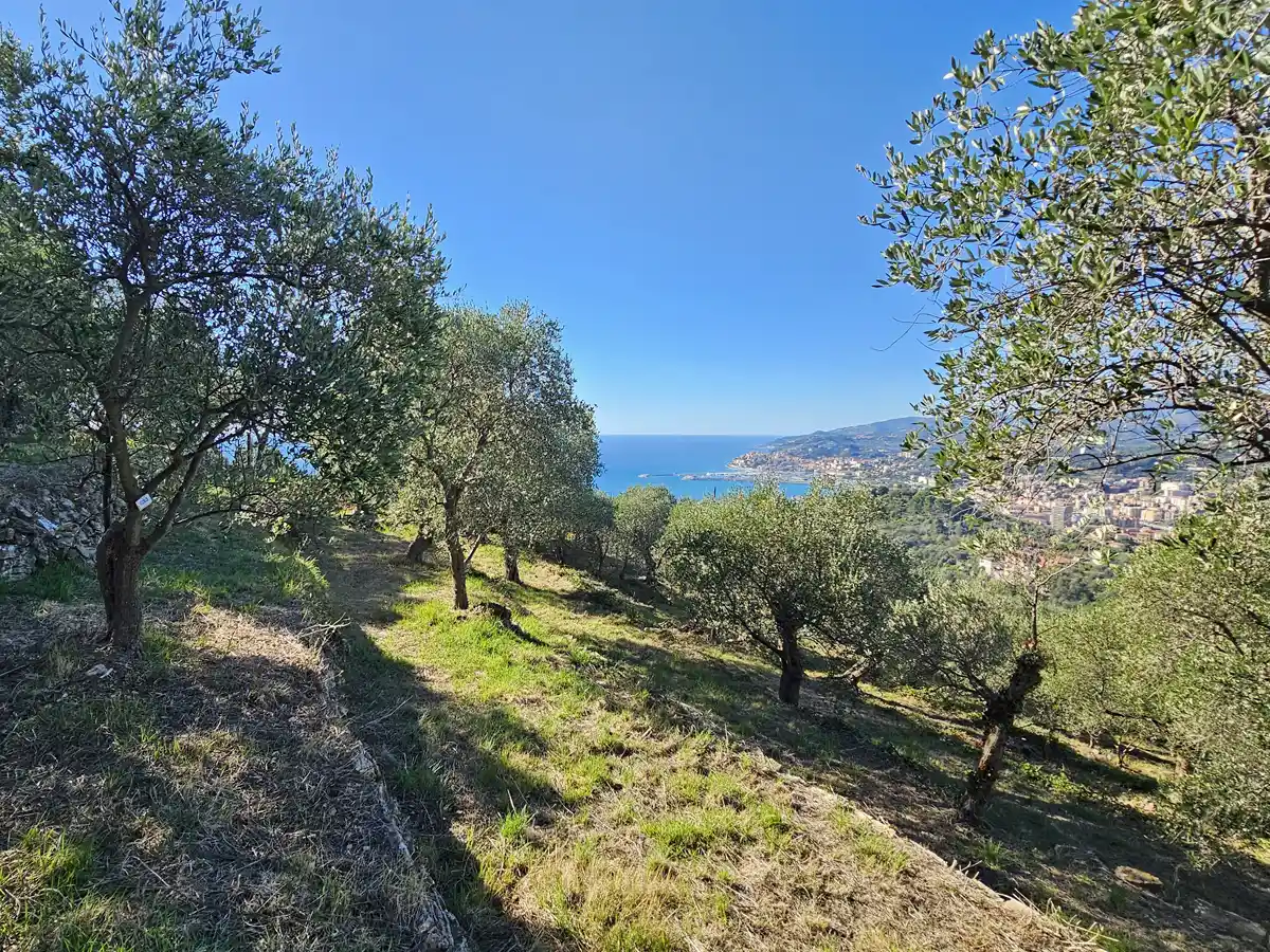 About us Farm Sassolive